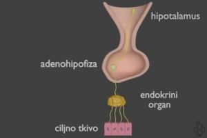 endokrini sistem