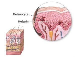 melanociti